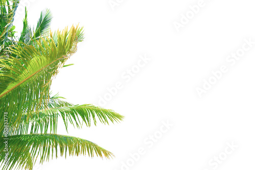 Summer background with coconut leaves . Summer decorative coconut tree on transparent background PNG © I LOVE PNG