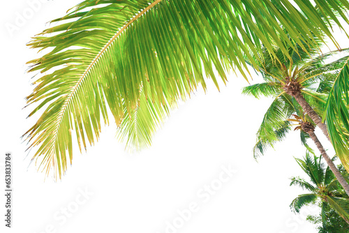 Summer background with coconut leaves . Summer decorative coconut tree on transparent background PNG © I LOVE PNG