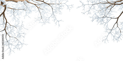 Snow covered branches of a tree on white