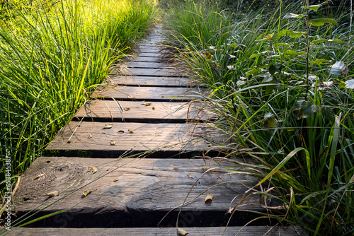 feuchter Holzweg photo