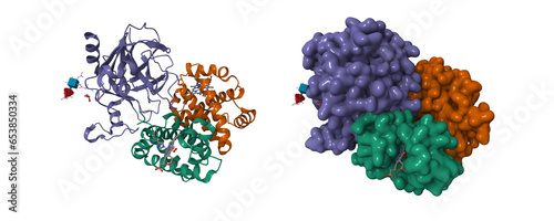 Structure of human haptoglobin-haemoglobin complex. 3D cartoon and Gaussian surface models, chain id color scheme,  PDB 4x0l