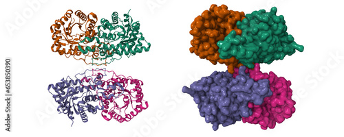 Cryo-EM structure of human kidney betaine-homocysteine methyltransferase. 3D cartoon and Gaussian surface models, chain id color scheme,  PDB 8d45 photo