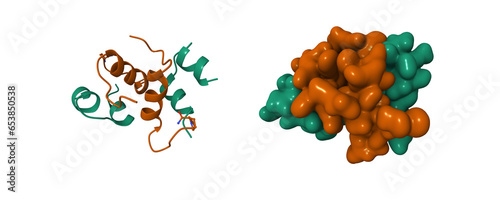 Obraz na plátně Semi-synthetic highly active analogue of human insulin D-ProB26-DTI- NH2