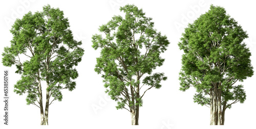 Isolate greenery trees growth set cut-out on transparent backgrounds 3d rendering png