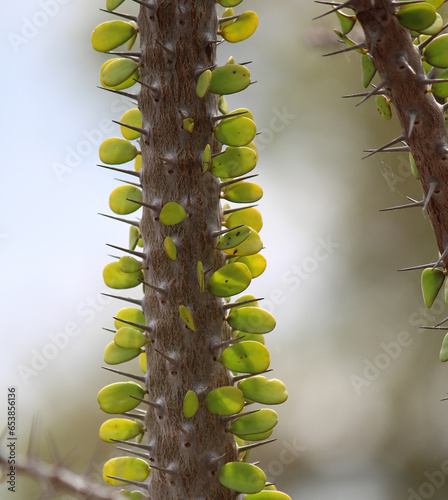 Close up of a Alluaudia procera, or Madagascar ocotillo plant photo