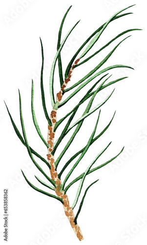 Watercolor fir spruce branch leaf twig isolated illustration