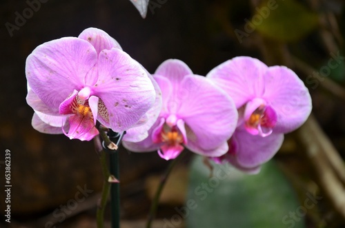 Orchid flowers in Jungle Park  Tenerife