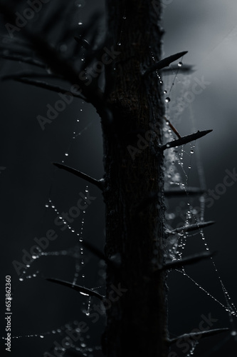 Eerie Autumn Forest in Moody Fog