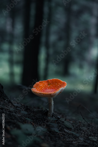 Vibrant Autumn Mushroom in a Serene Forest Landscape with Moody Tones and Natural Foliage