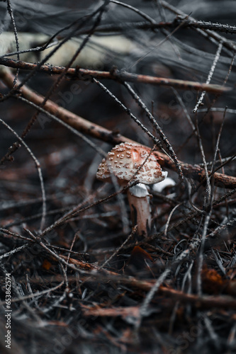 Vibrant Autumn Mushroom in a Serene Forest Landscape with Moody Tones and Natural Foliage