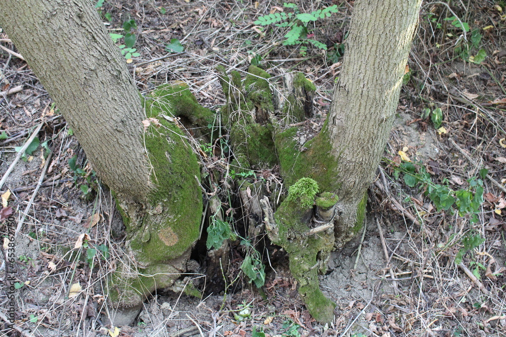 Obraz premium A tree trunk with moss growing on it