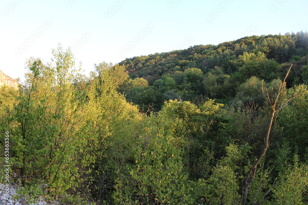 A forest of trees A forest of trees