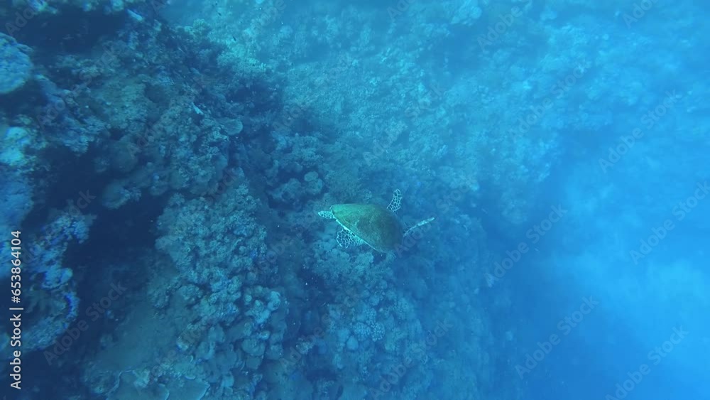 Turtle in the Red Sea Turtle in the Red Sea