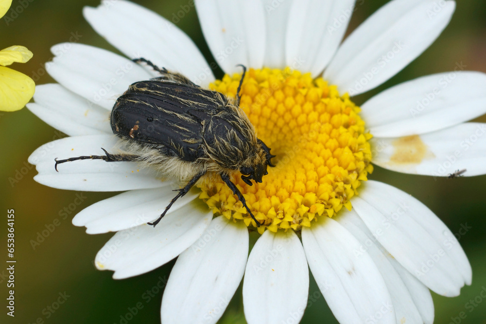 Obraz premium Closeup on a Mediterranean Hairy Rose Beetle , Tropinota squalida beetle