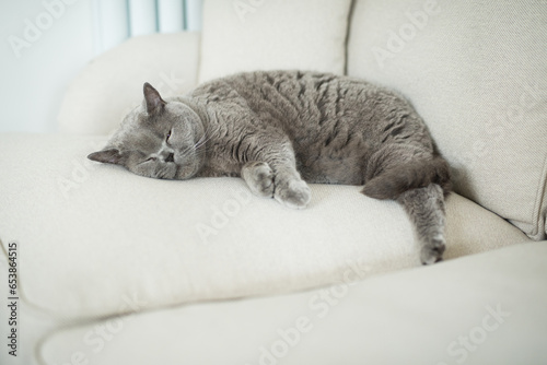 Tired British Shorthair cat lies down sleeping on a really comfortable way with her legs stretched  on the edge of a beige sofa in a house in Edinburgh, Scotland, United Kingdom
