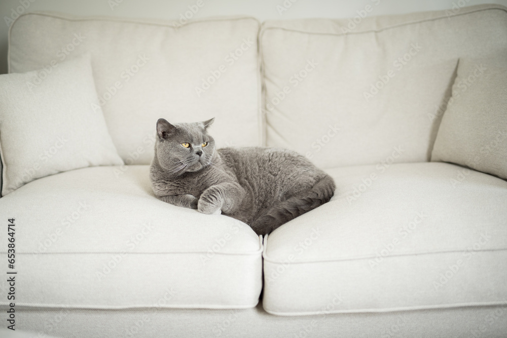 Elegant British Shorthair cat lies in the middle of  a white couch and looks away while relaxing  in a house in Edinburgh, Scotland, United Kingdom