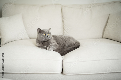 Elegant British Shorthair cat lies in the middle of a white couch and looks away while relaxing in a house in Edinburgh, Scotland, United Kingdom