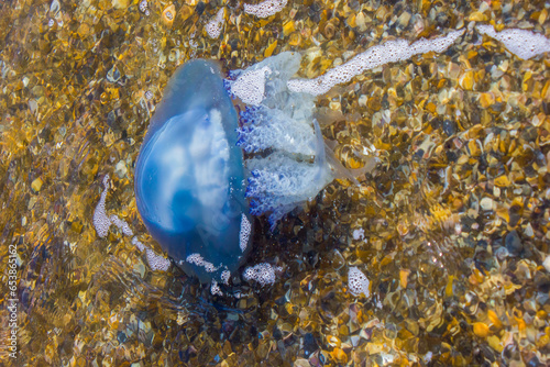 blue jellyfish in water with foam on a background of sea pebbles