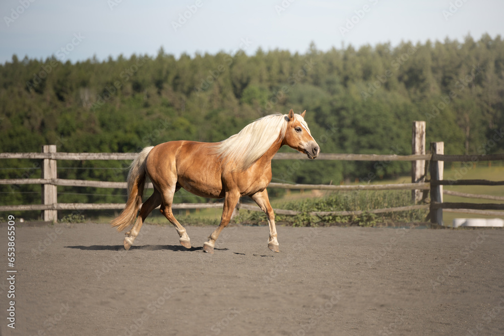 Obraz premium Haflinger