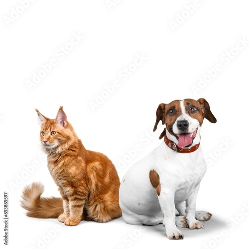 Cat and dog pets sitting together