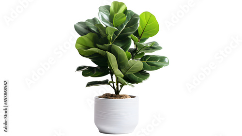 Ficus Lyrata or Fiddle leaf fig grown in a white Pot, isolated on a transparent background.