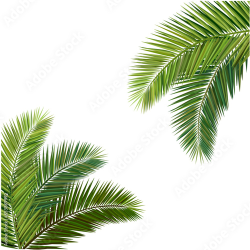 vector illustration  Composition of coconut leaves.