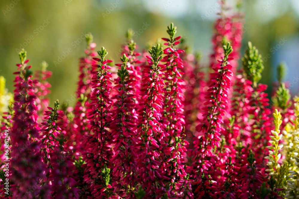 Obraz premium Calluna vulgaris, colorful heather, close-up background image