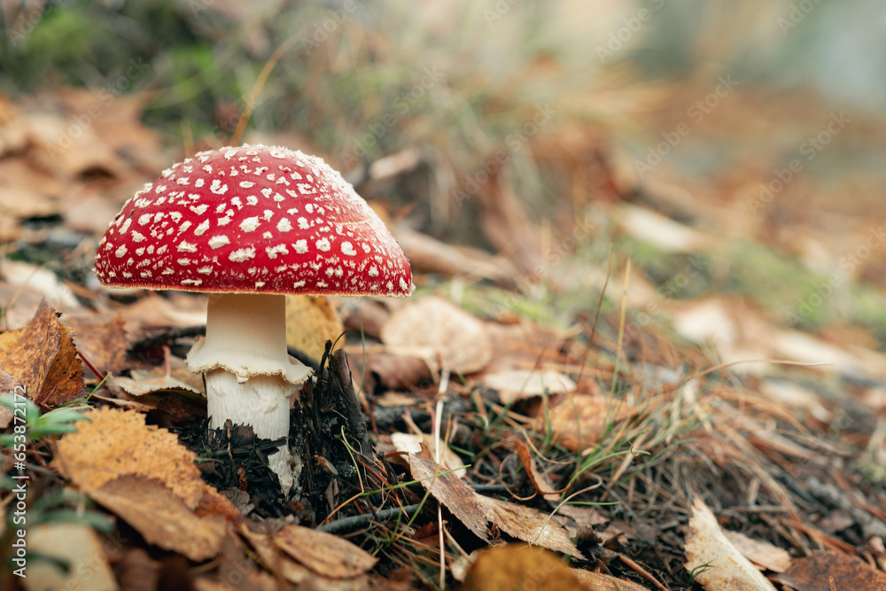Closeup of a bright red Amanita Muscaria mushroom, a very poisonous fungus. Growing in an autumn forest Closeup of a bright red Amanita Muscaria mushroom, a very poisonous fungus. Growing in an autumn forest