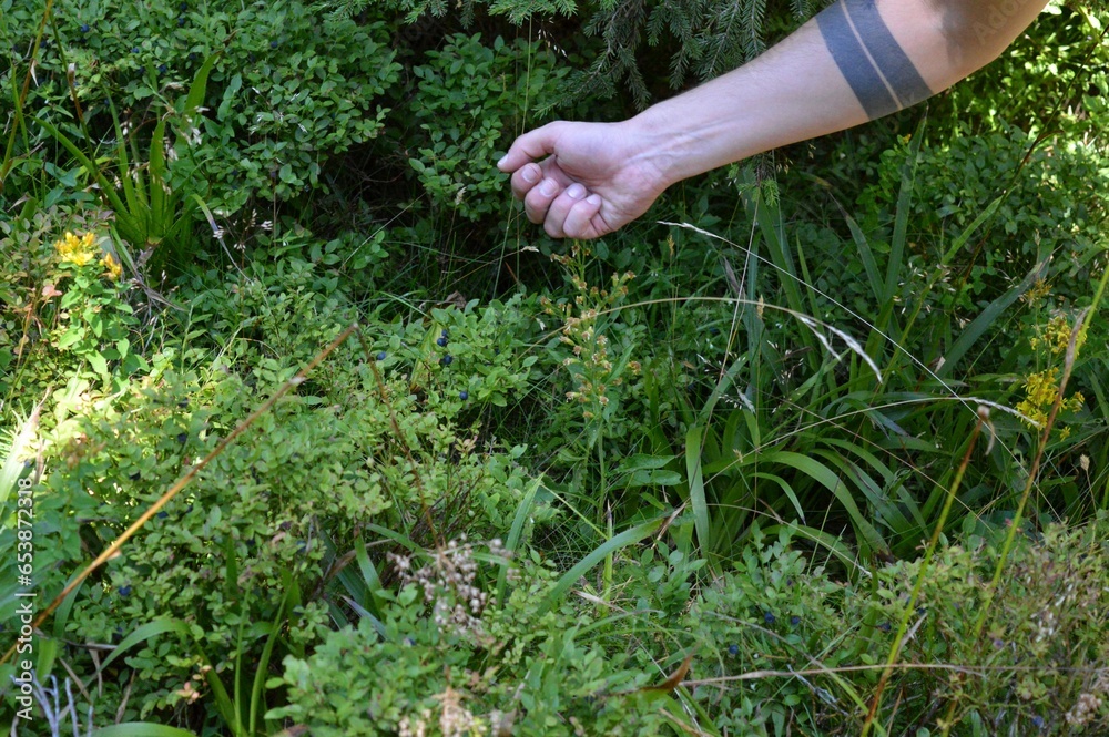 a man picks blueberries on the mountain a man picks blueberries on the mountain