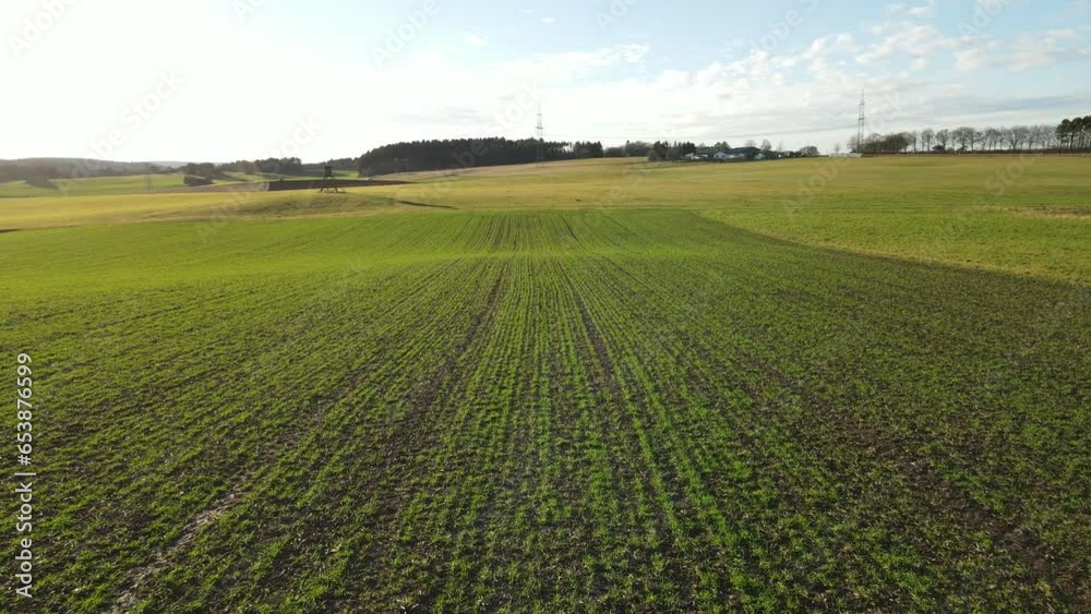 Flight over a growing agriculture field with crop on a sunny day without snow in winter 
