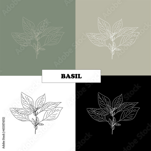 Basil, herbs for recipes, spices and seasonings.