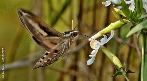 Hummingbird moth ,White-lined Sphinx (Hyles lineata) one of the most abundant hawk moths in North America . photo