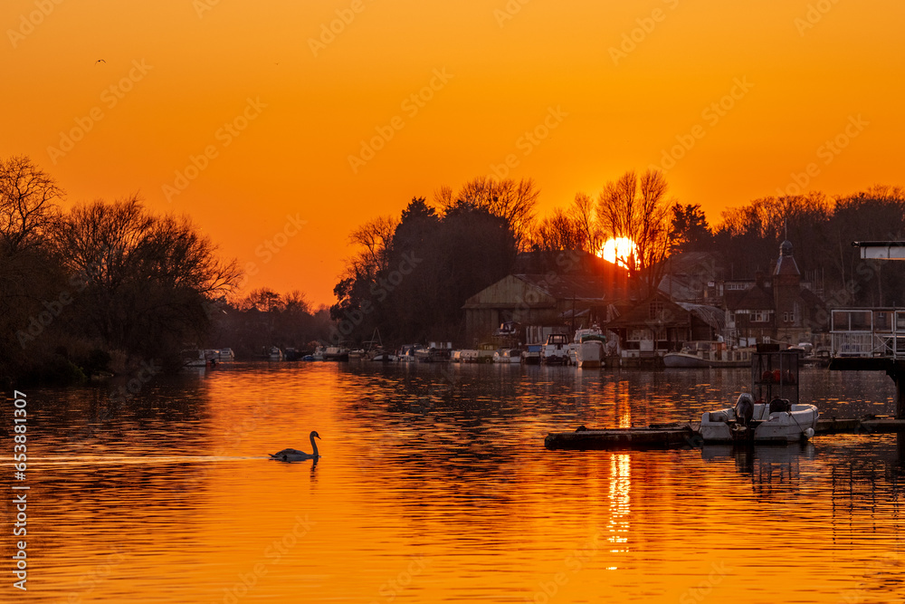 Solitary swan at  sunset on the river Thames at Hampton, London