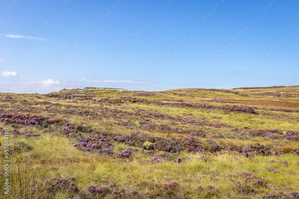 Fototapeta premium Ballymacarthur, Ireland - September 1 2023 