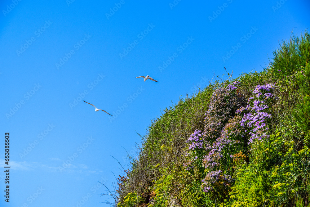 Birds flying above the Cornish nature Birds flying above the Cornish nature