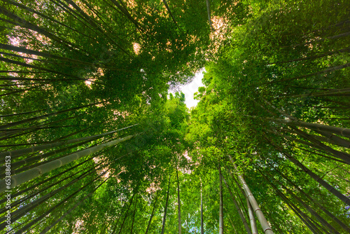 Fototapeta Naklejka Na Ścianę i Meble -  bamboo forest with sun and green trees.
