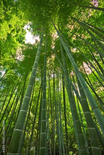Harashiama bamboo forest in kyoto in japan 