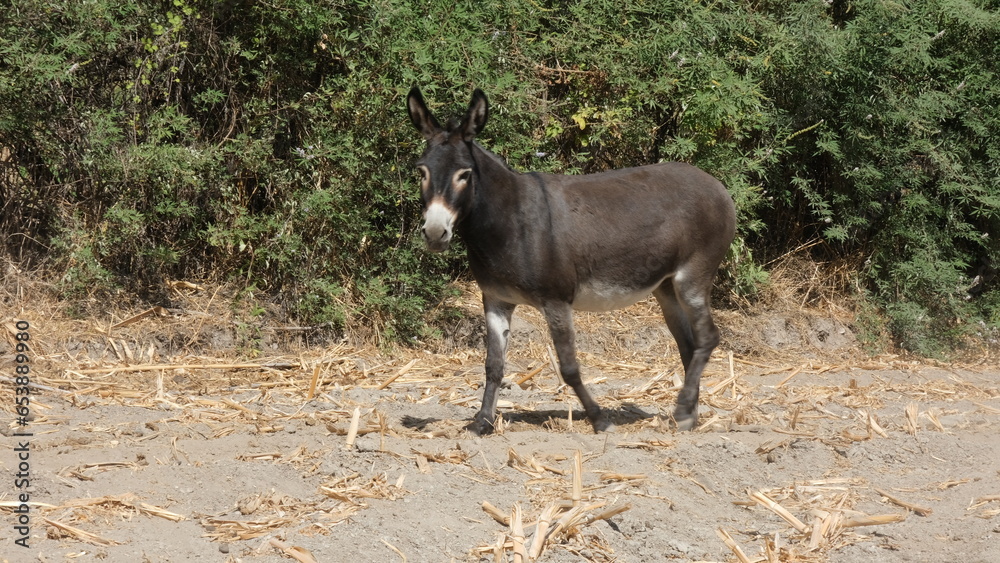 A cute black donkey on the farm A cute black donkey on the farm