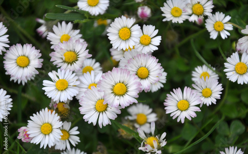 Marguerite  Bellis perennis  bloom in nature