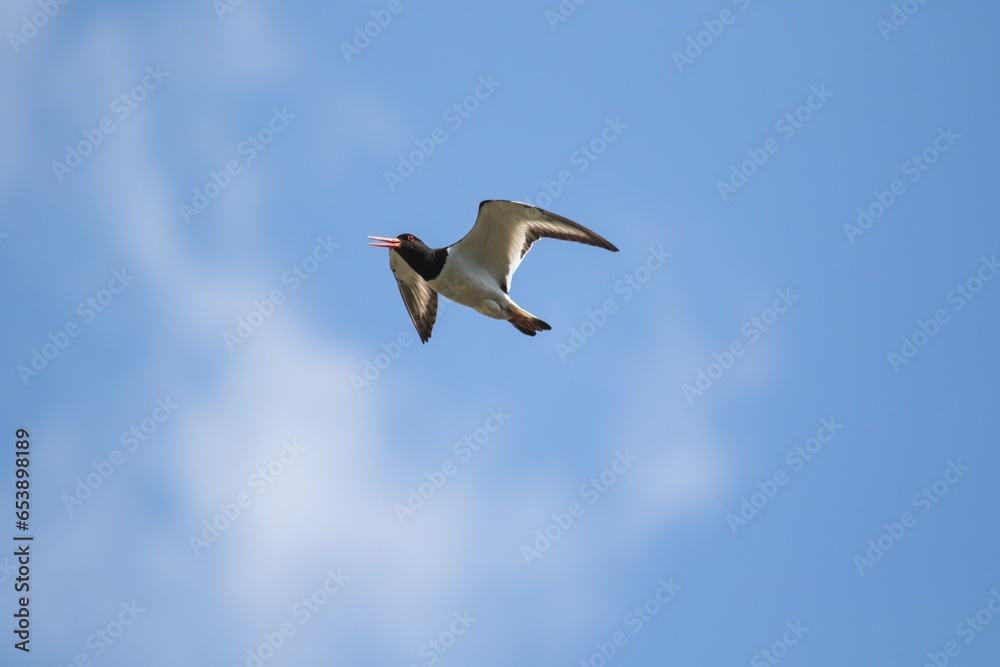 Obraz premium A portrait of a haematopus ostralegus or oystercatcher flying through a cloudy blue sky with its wings open. The wader bird has white and black feathers and is soaring through the air.