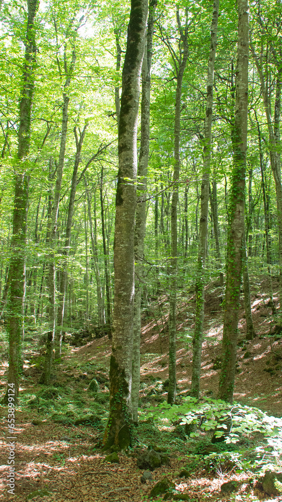 Lush and solitary forest with large trees Lush and solitary forest with large trees