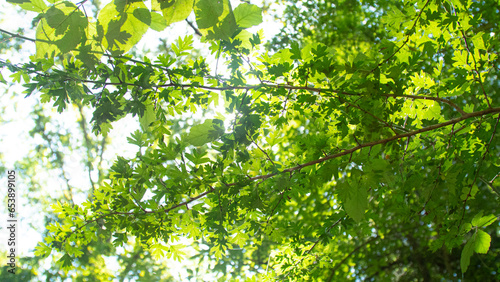 Green leaves of a backlit tree