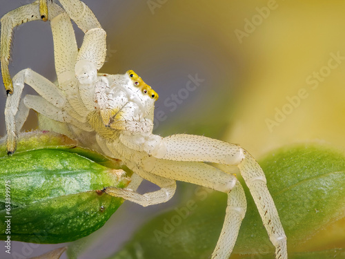 Veränderliche Krabbenspinne (Misumena vatia) photo