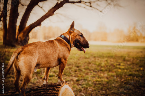 Canvastavla In this autumn sunny day's photograph, a beautiful ginger bullterrier proudly stands on a thick fallen log, gazing upon the mesmerizing expanse of fields stretched before it