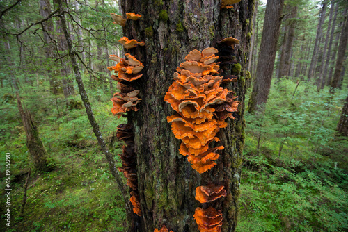 Chicken of the woods mushrooms (Laetiporus sulphureus) grow on a tree trunk in the rainforest on Chicagof Island; Chichagof Island, Alaska, United States of America photo