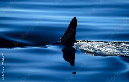 Dorsal fin of an Orca, or Killer whale (Orcinus orca), breaks the surface of tranquil water in Behm Canal near Ketchikan; Ketchikan, Inside Passage, Alaska, United States of America photo