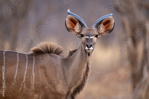 Close-up of a young, male, greater kudu (Tragelaphus strepsiceros) standing on the savanna staring at the camera in Chobe National Park; Chobe, Bostwana photo