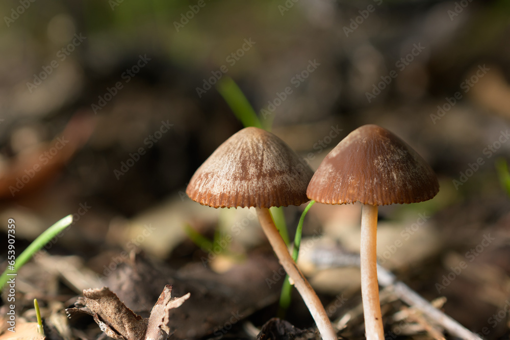 Mushroom explosion in Northern California Mushroom explosion in Northern California