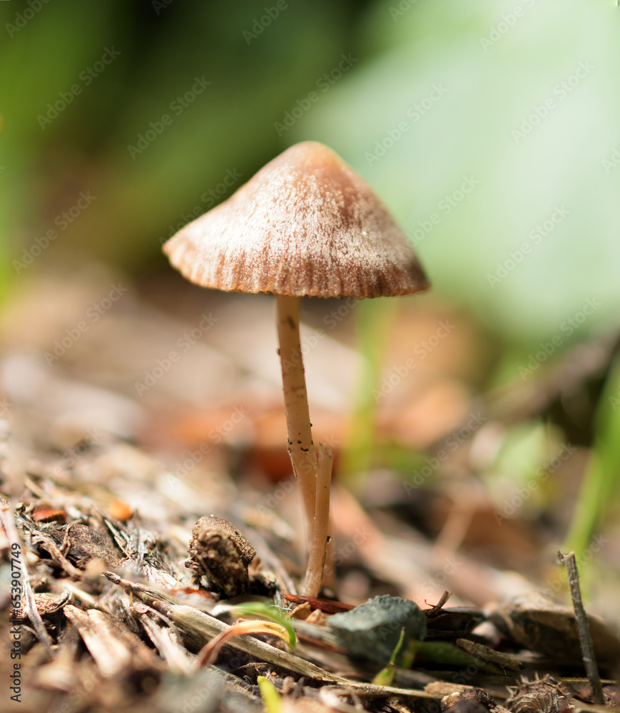Mushroom explosion in Northern California Mushroom explosion in Northern California