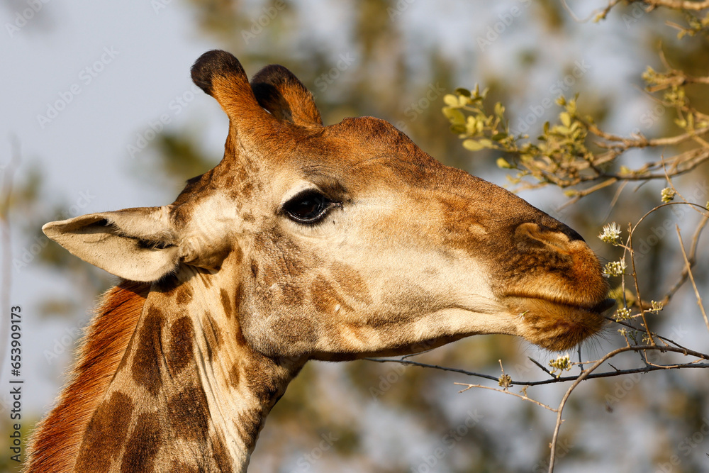 Obraz premium Close-up of Giraffe in Kruger National Park